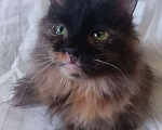 Кошки в Москве: Шоколадно-рыжая сибирская малышка Мальчик, Бесплатно - фото 4