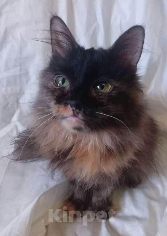 Кошки в Москве: Шоколадно-рыжая сибирская малышка Мальчик, Бесплатно - фото 4