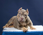 Собаки в Санкт-Петербурге: Щенок Американский булли покет Мальчик, 180 000 руб. - фото 9