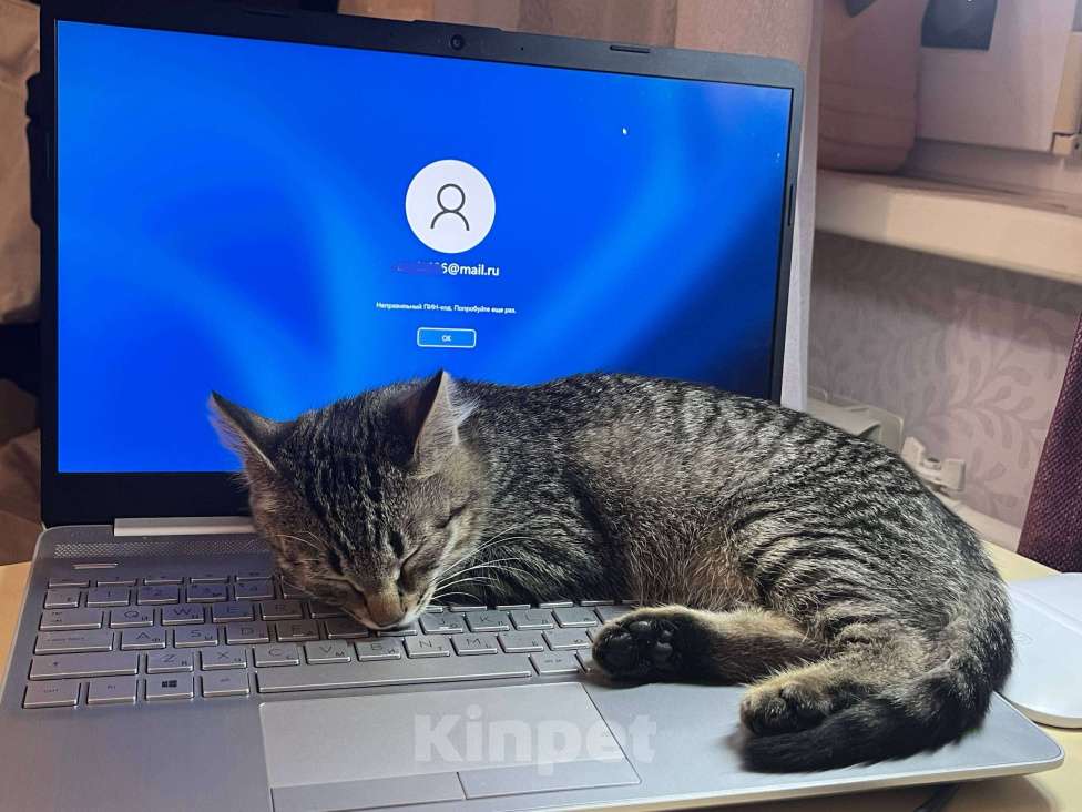 Кошки в Москве: Басик готов к переезду. Добрые хозяева - где вы? Мальчик, Бесплатно - фото 9