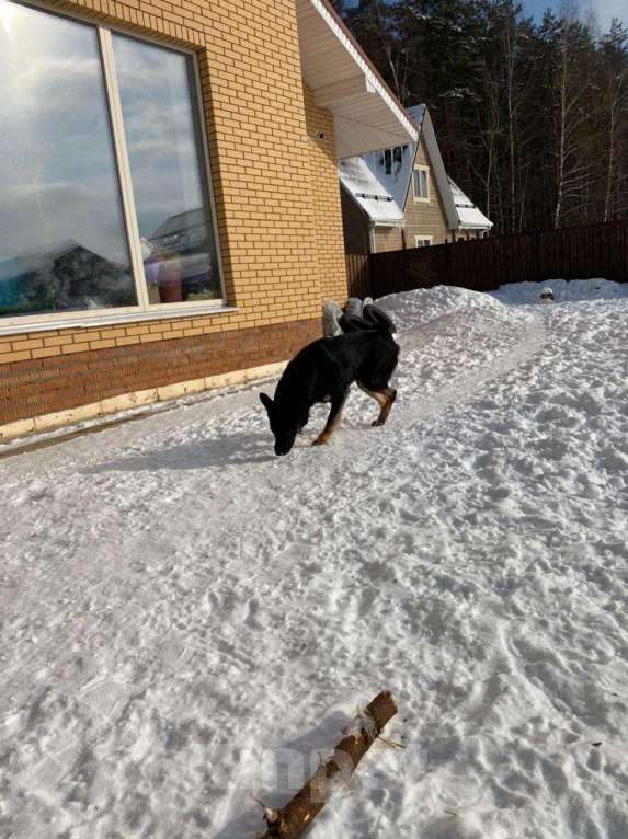 Собаки в Москве: Собака в добрые руки Мальчик, Бесплатно - фото 2