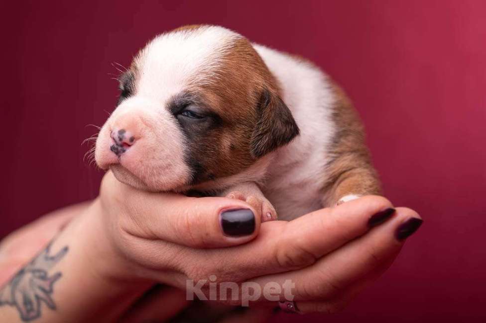 Собаки в Кореновске: Кобель АСТ РКФ Мальчик, Бесплатно - фото 3