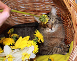Кошки в Калуге: Тигран Потапыч, настоящий полосатый кот в добрые руки. Мальчик, Бесплатно - фото 2