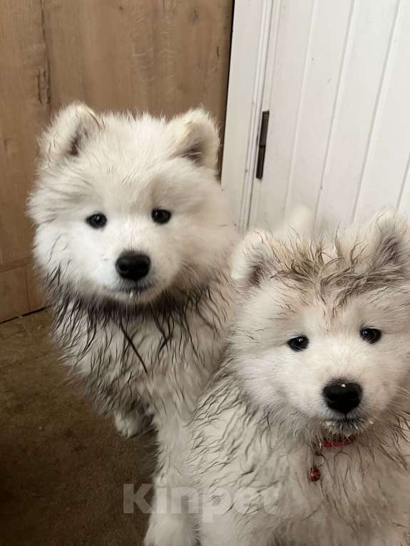 Собаки в Бийске: Продаются  очаровательные чистокровные щенки породы самоед Девочка, 25 000 руб. - фото 1