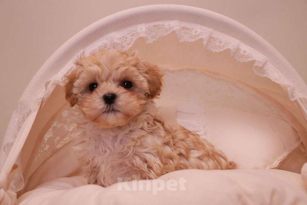 Собаки в Москве: Милый мальтипу мальчик  Мальчик, 120 000 руб. - фото 2