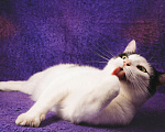 Кошки в Одинцово: Матильда кошка компаньон в добрые руки Девочка, Бесплатно - фото 5