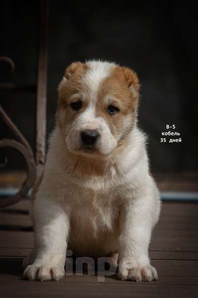 Собаки в Кстово: Продаются Среднеазиатская овчарка (алабай) Мальчик, 50 000 руб. - фото 1