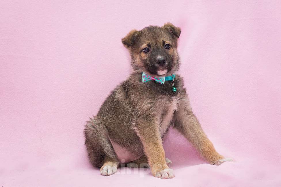 Собаки в Москве: Щенулька размером с кошку Девочка, Бесплатно - фото 3