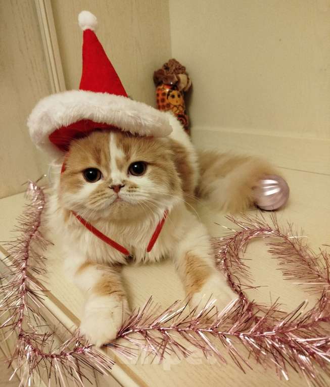 Кошки в Валдае: Кошечка- принцесса из помета победителя выставки Девочка, 27 000 руб. - фото 1