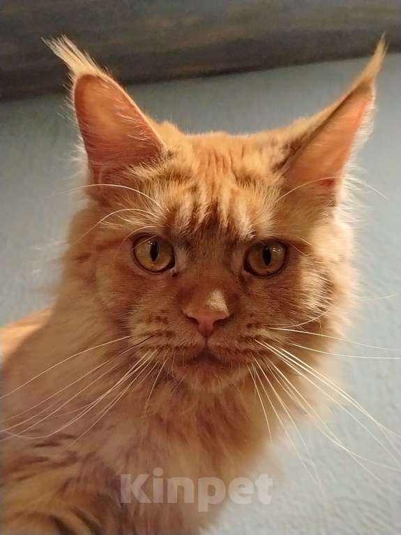 Кошки в других городах Краснодарского края: Рыжий котенок мейн-кун девочка Девочка, 13 000 руб. - фото 8