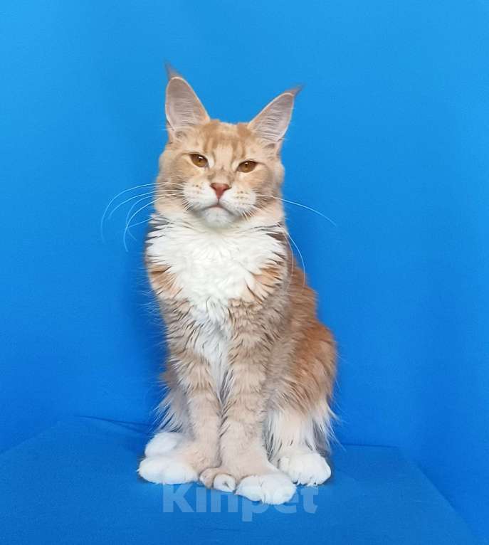 Кошки в Москве: Мейн-Кун полидакт Девочка из питомника Девочка, 40 000 руб. - фото 7