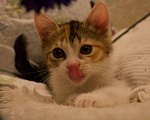 Кошки в Москве: Котенок Фифи ищет дом Девочка, Бесплатно - фото 1