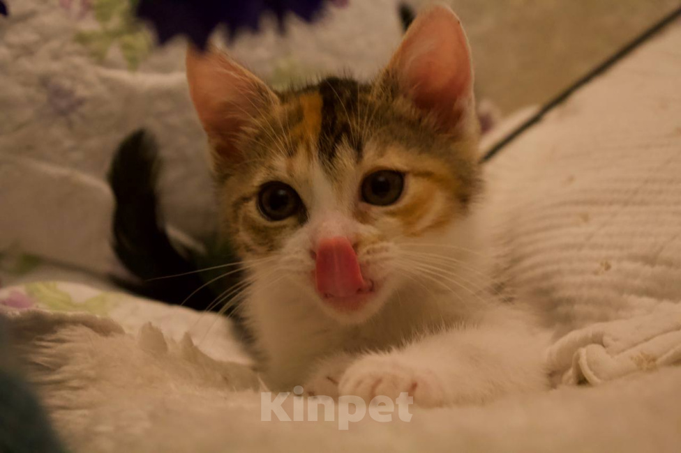 Кошки в Москве: Котенок Фифи ищет дом Девочка, Бесплатно - фото 1