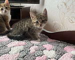 Кошки в Острогожске: Буся  Мальчик, 1 руб. - фото 4