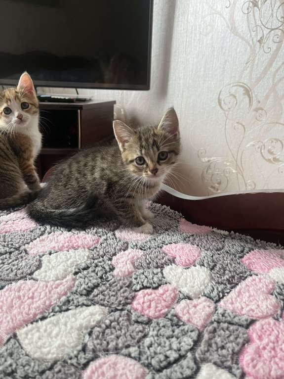 Кошки в Острогожске: Буся  Мальчик, 1 руб. - фото 4