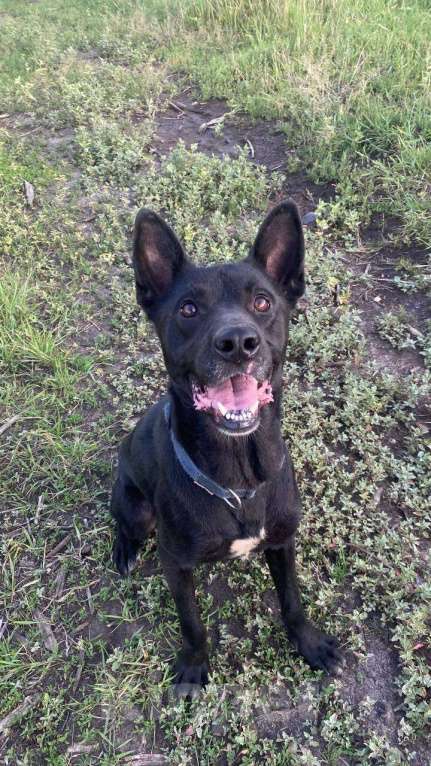 Собаки в Железногорске: Невероятный Шаман начинает поиски дома!  Мальчик, Бесплатно - фото 6