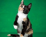 Кошки в Люберцах: Трехцветный котёнок по кличке Юка ищет свою семью. Девочка, 1 руб. - фото 9