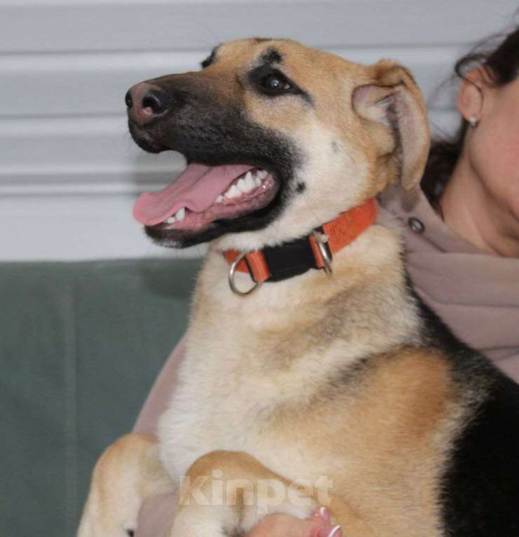 Собаки в Москве: Очень классная девочка Герда щенок овчарки даром Девочка, Бесплатно - фото 1