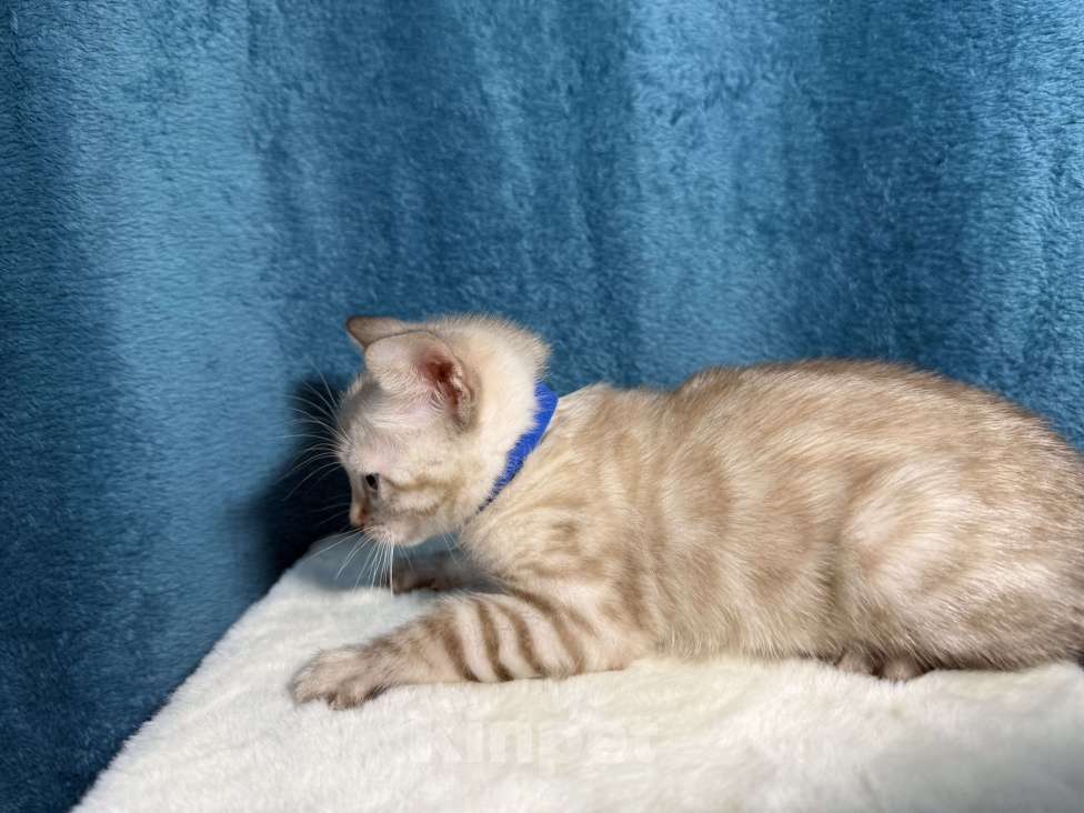 Кошки в Москве: Снежный котёнок Мальчик, 35 000 руб. - фото 4