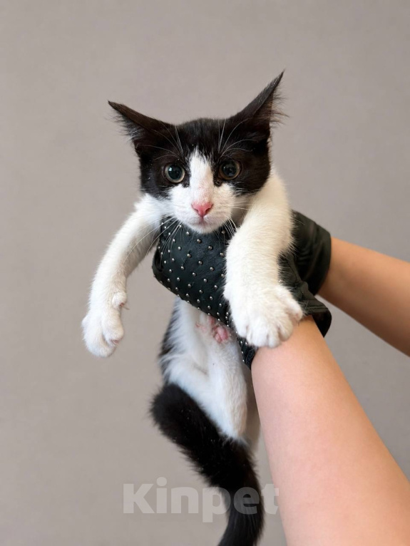 Кошки в Москве: Котенок Лея ищет дом Девочка, Бесплатно - фото 1