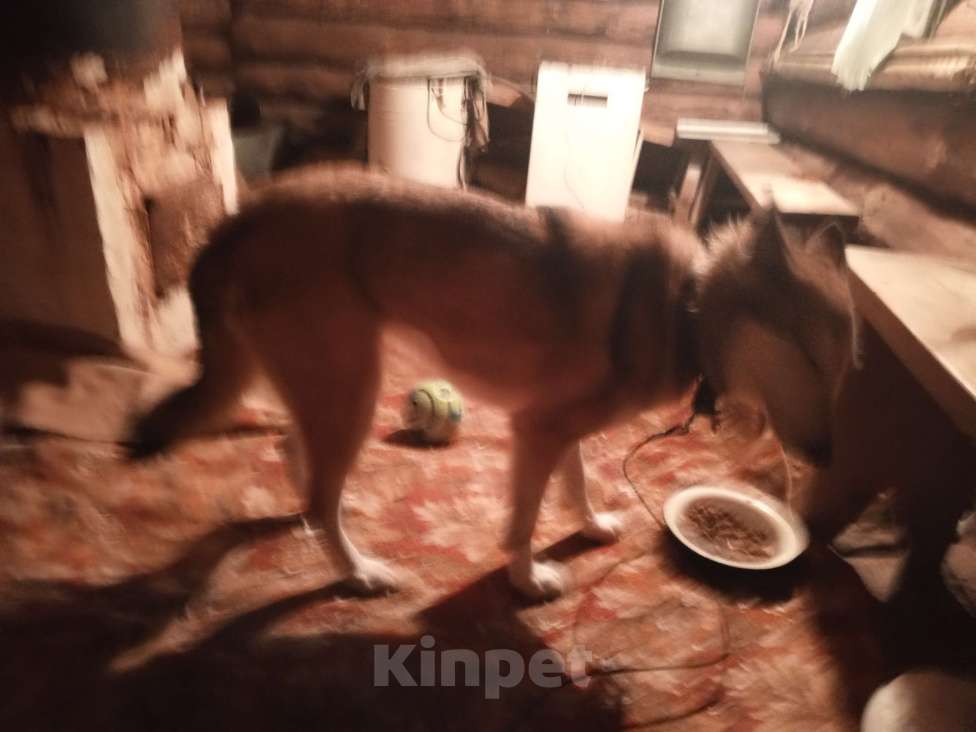 Собаки в Мур: Найдена собака Девочка, Бесплатно - фото 4