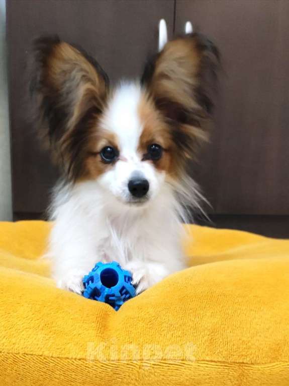 Собаки в Москве: Щенок 5 месяцев Мальчик, Бесплатно - фото 3