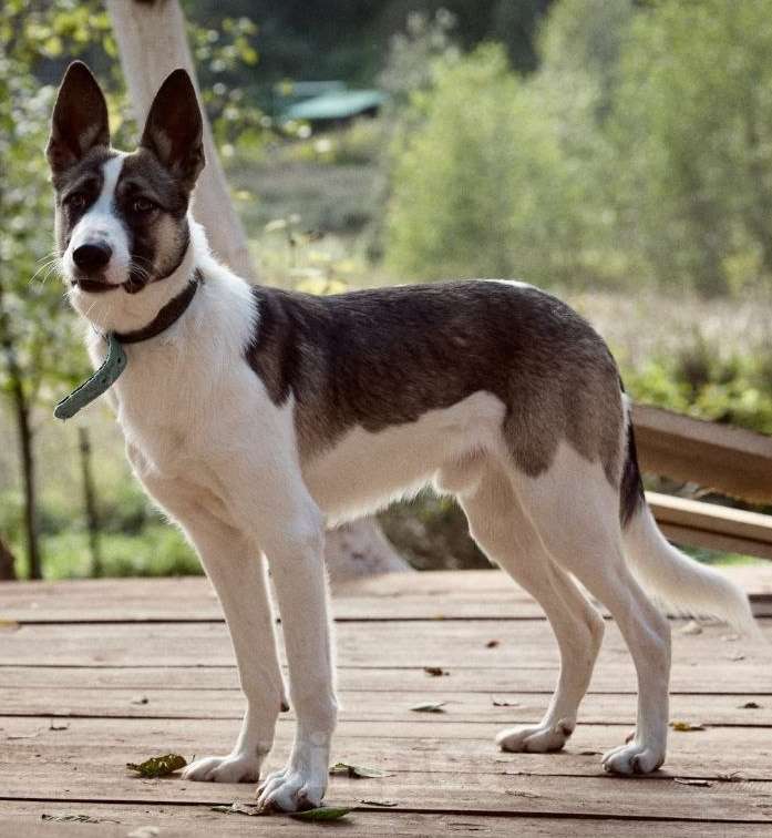 Собаки в Москве: Бэтмен в поиске дома Мальчик, Бесплатно - фото 1