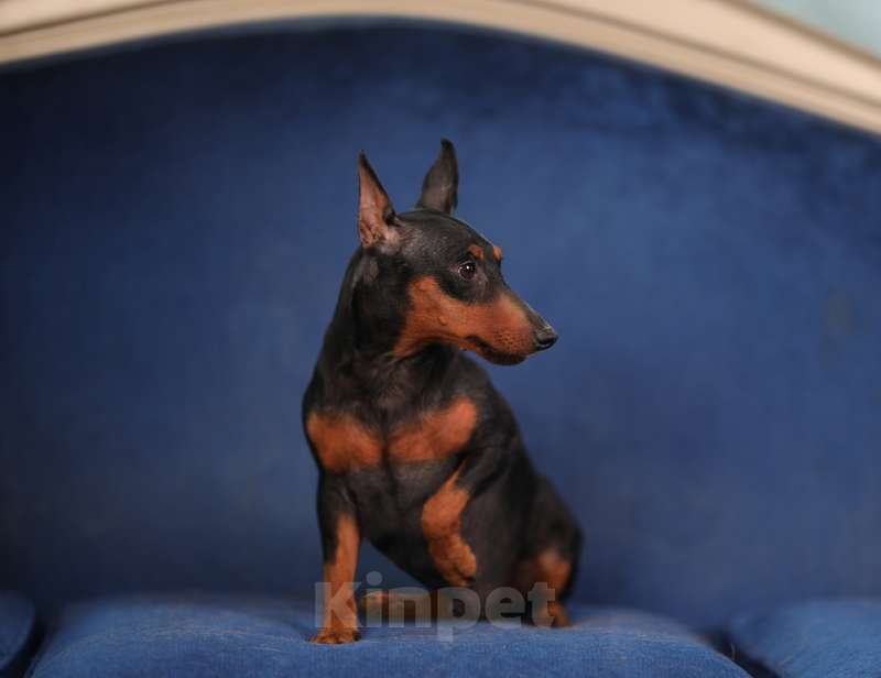 Собаки в Москве: Цвергпинчер (карликовый) пинчер Перри в добрые руки Мальчик, Бесплатно - фото 3