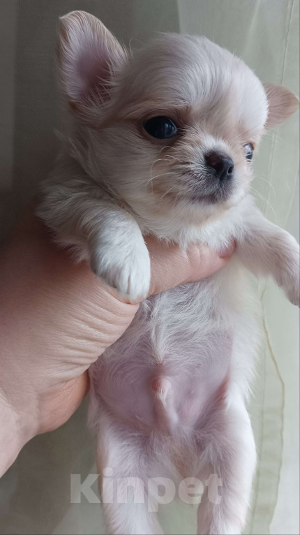 Собаки в Москве: Красивый малыш, маленького размера Мальчик, 40 000 руб. - фото 5