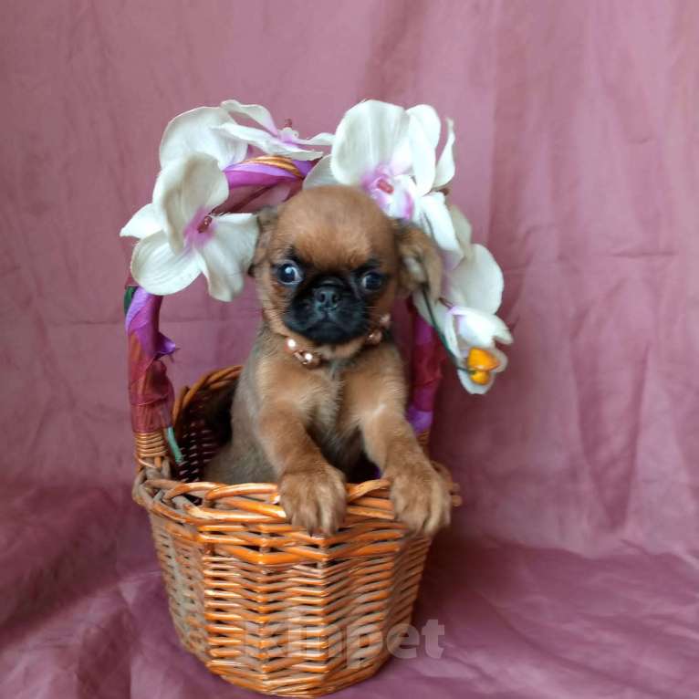 Собаки в Москве: Пти-брабансон золотая девочка Девочка, 55 000 руб. - фото 1