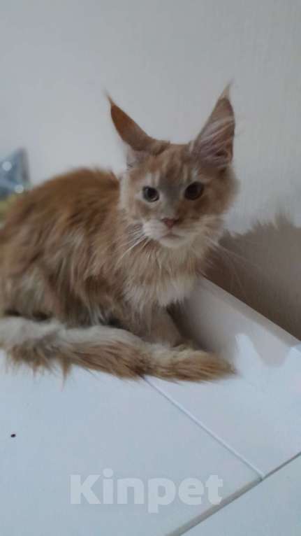 Кошки в Москве: Мальчик мейн-куна Мальчик, 50 000 руб. - фото 5