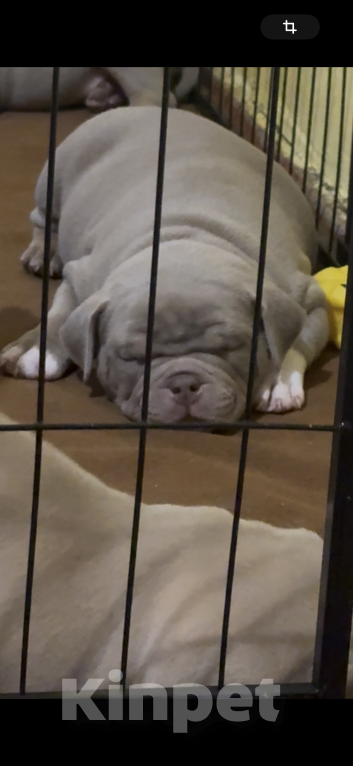 Собаки в Ставрополе: Щенки Американского Булли Мальчик, 80 руб. - фото 6