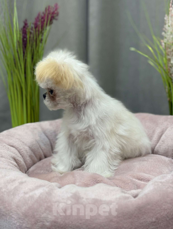 Собаки в Москве: Чакки.  Эксклюзивное микро. Мальчик, 150 000 руб. - фото 8