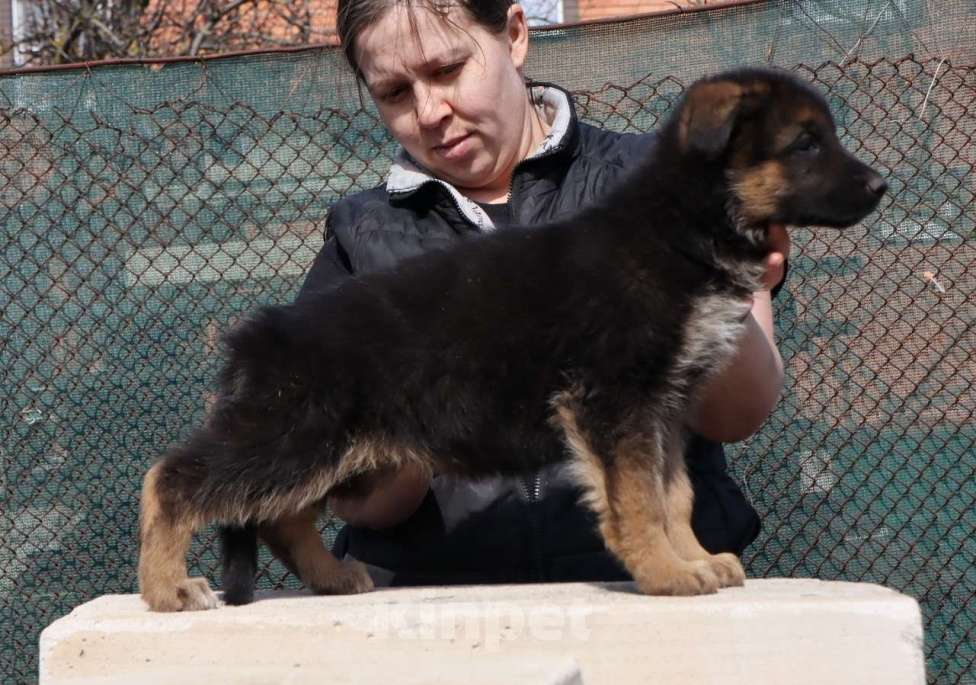 Собаки в Таганроге: Щенки немецкой овчарки отборное разведение Разнополые, Бесплатно - фото 1