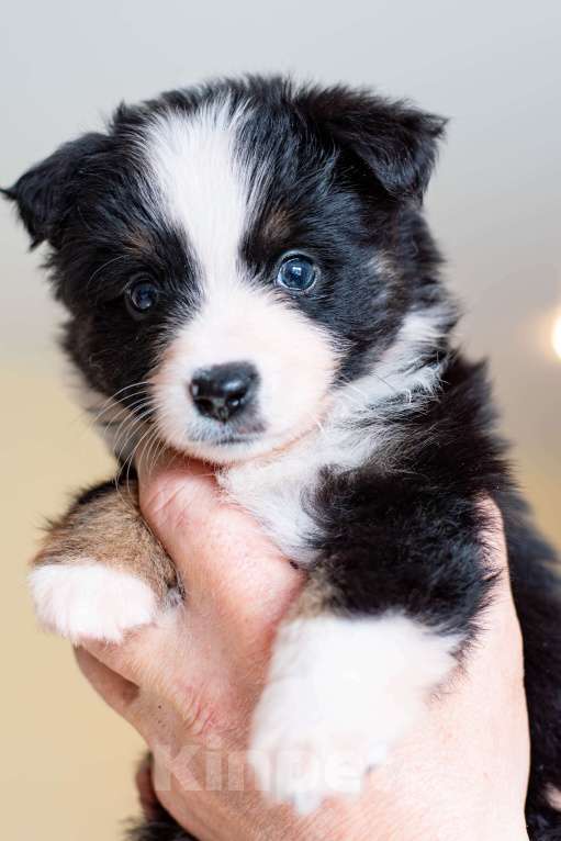 Собаки в Красноярске: Щенки миниаусси Разнополые, 100 руб. - фото 5