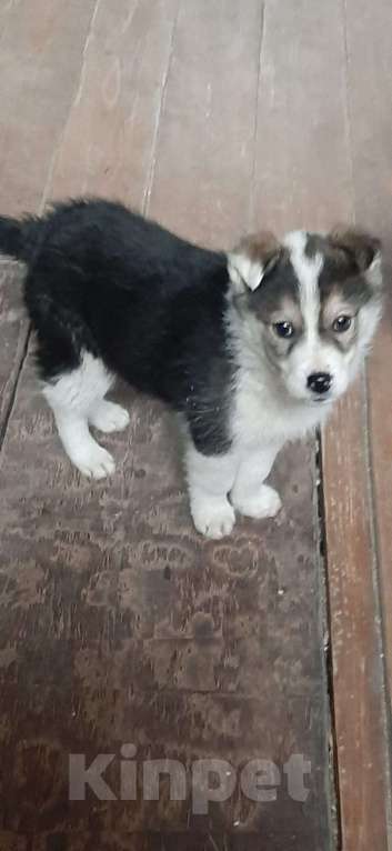 Собаки в Казани: Щёнок - потеряшка ищет заботливую семью и друга Мальчик, Бесплатно - фото 3