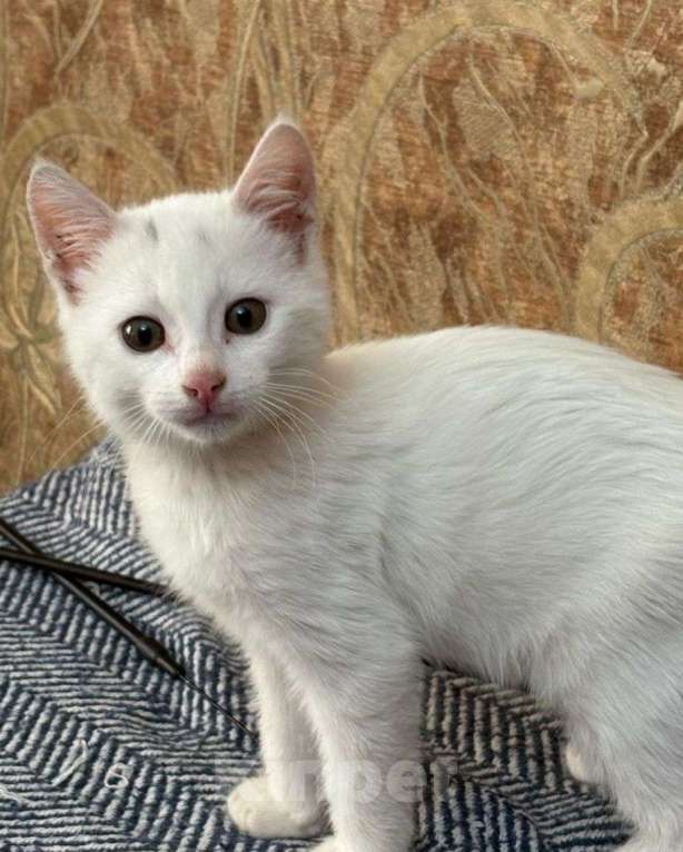 Кошки в Москве: Разноглазый котенок в дар Мальчик, Бесплатно - фото 3