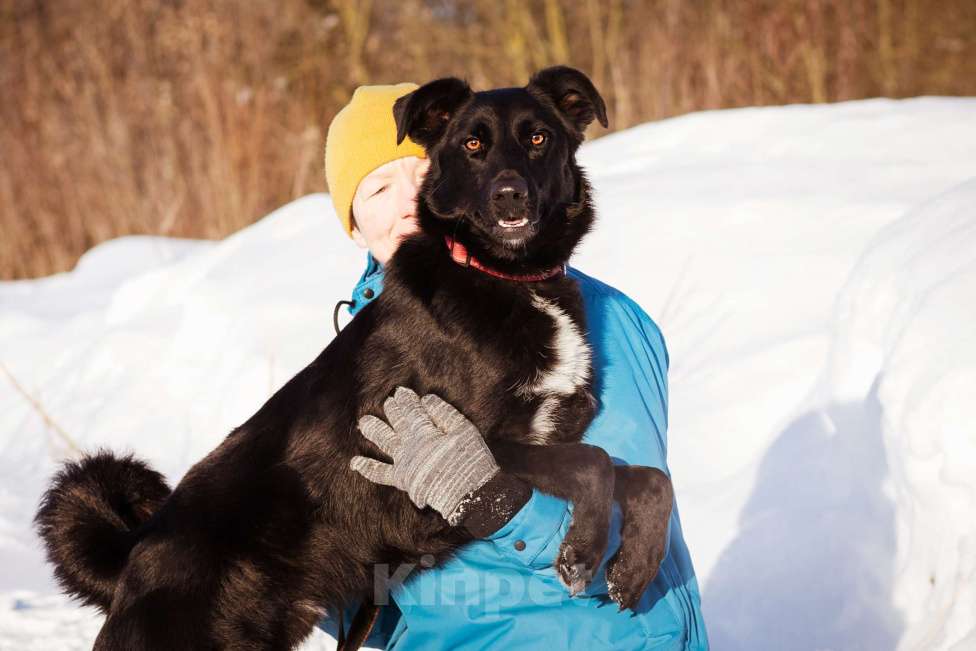 Собаки в Москве: Оникс ищет семью Мальчик, Бесплатно - фото 4