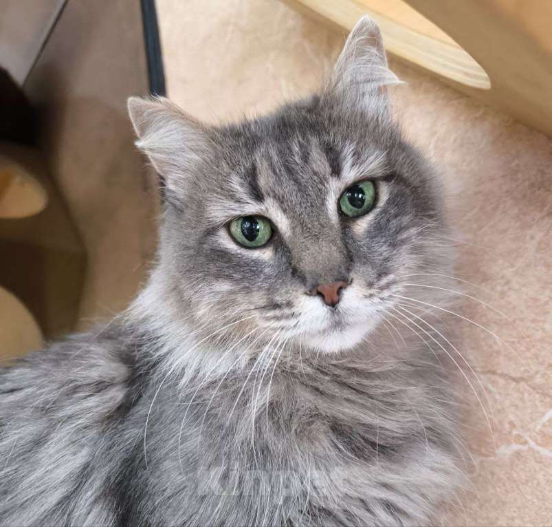 Кошки в Москве: Кошечка Пушинка в добрые руки Девочка, Бесплатно - фото 3