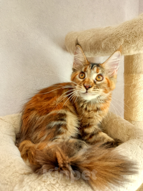 Кошки в Энгельс: Котята Мейн Кун(резерв) Девочка, 25 000 руб. - фото 6