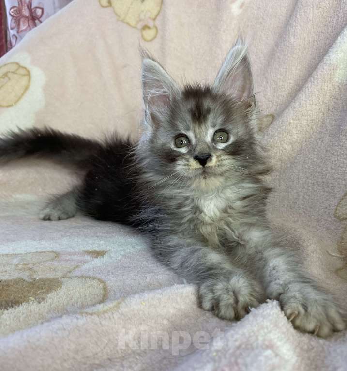 Кошки в Дмитрове: Черная серебристая мраморная девочка мейн кун Девочка, 15 000 руб. - фото 3