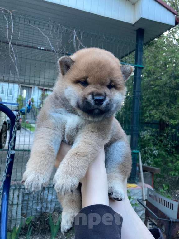 Собаки в Люберцах: Мальчик сиба ину 2 месяца Мальчик, 35 000 руб. - фото 6