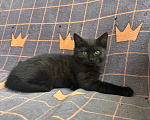 Кошки в Москве: Котенок девочка ищет дом Девочка, Бесплатно - фото 4