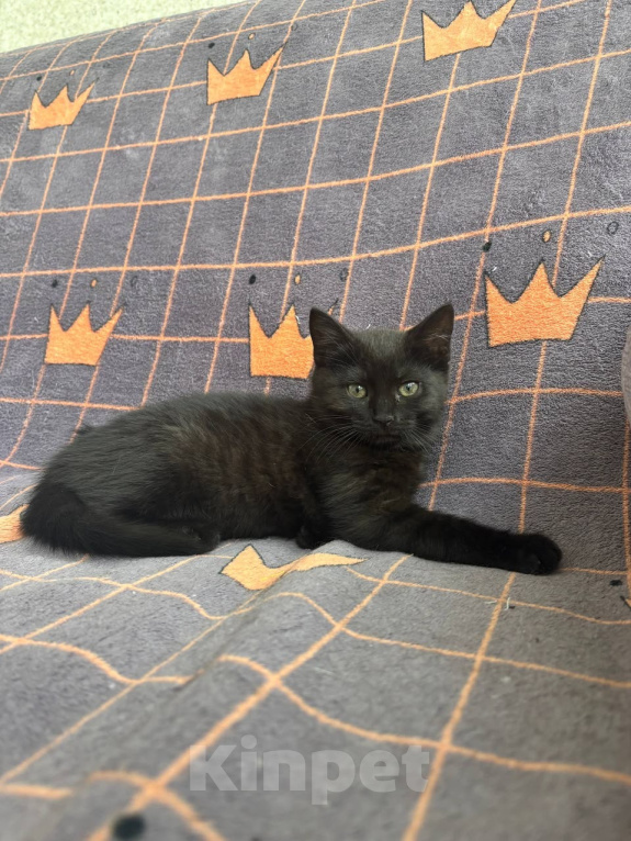 Кошки в Москве: Котенок девочка ищет дом Девочка, Бесплатно - фото 4