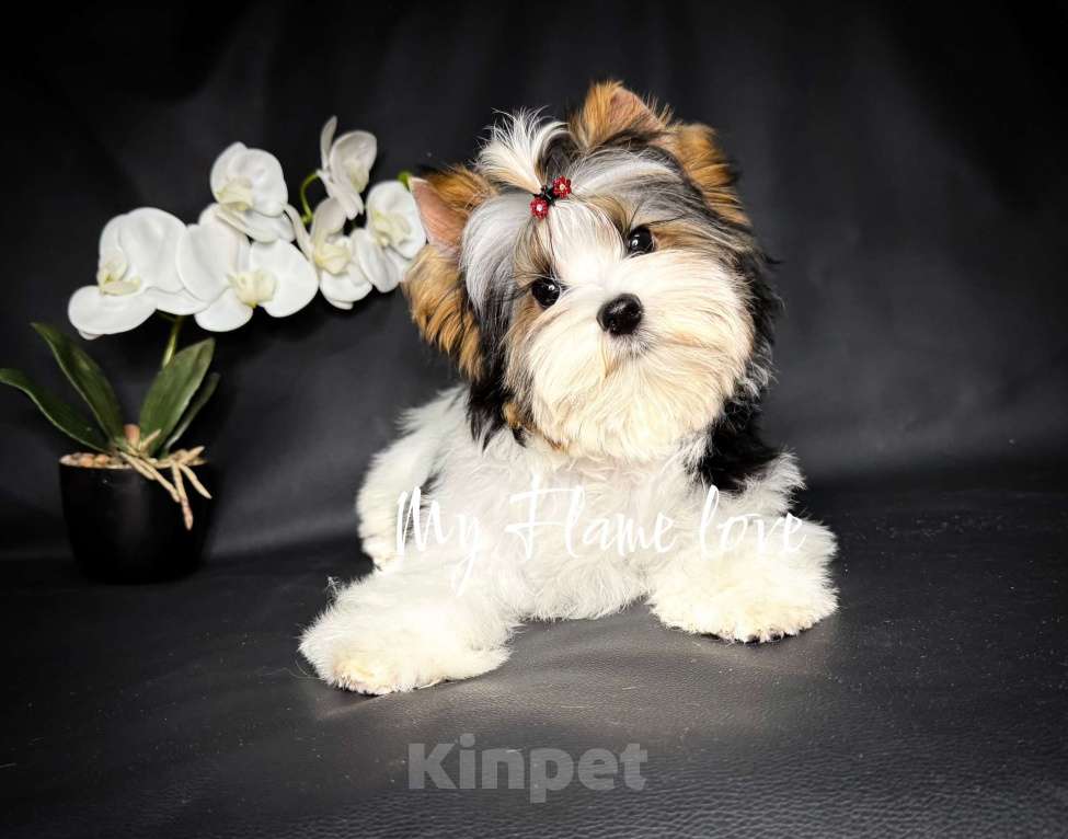 Собаки в Краснодаре: Красивый Мальчик Бивер, Документы РКФ Мальчик, Бесплатно - фото 2