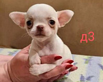 Собаки в Липецке: Щенки чихуахуа Разнополые, 30 000 руб. - фото 1