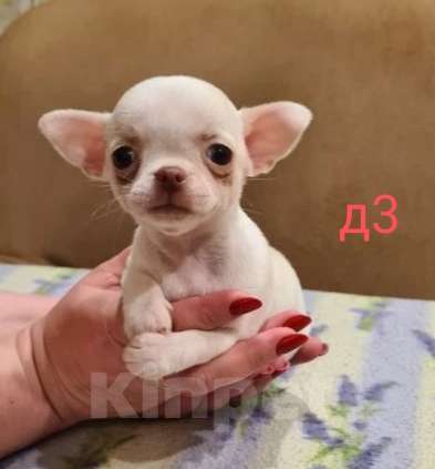 Собаки в Липецке: Щенки чихуахуа Разнополые, 30 000 руб. - фото 1