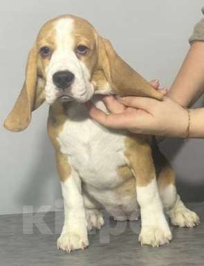 Собаки в Иркутске: Продам щенка породы "Бигль". Девочка, Бесплатно - фото 1