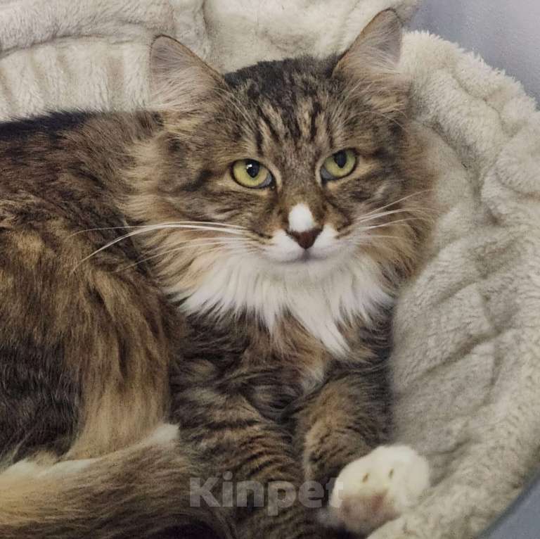 Кошки в Москве: Невероятно красивая пушистая Рыська ждет свою семью! Девочка, Бесплатно - фото 3