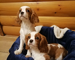 Собаки в Москве: Кавалер кинг Чарльз спаниель 6 мес щенки Мальчик, 90 000 руб. - фото 3